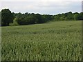 Farmland, King