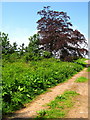 Public bridleway to Doxford Newhouses