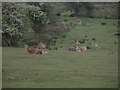 SK0565 : A herd of Alpacas by Roger Temple
