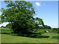 Field on the edge of Snipe Dales Nature Reserve