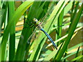 Emperor Dragonfly, Plaum