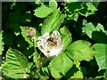 Bee in blackberry flower, Plaum