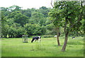 Cattle Grazing, The Smithies, Shropshire