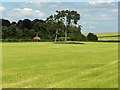 Hay meadow, Milston