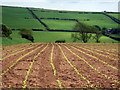 SM9325 : Maize field near Brimaston by Natasha Ceridwen de Chroustchoff