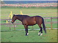 Horse in a paddock near Lower End, Gloucestershire