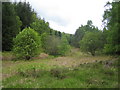 Harbottle Wood near Harbottle