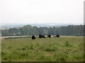 Cattle on Spring Hill