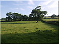 Field near Cholwell Farm