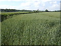 Footpath along the wheat field