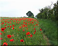 SJ9403 : Poppies on the Monarch's Way, near Essington, Staffordshire by Roger  Kidd