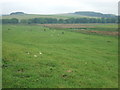 Field at South Greenbrae