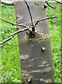 Snails on a tree