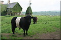 Belted Galloway Cattle