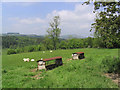 Livestock field