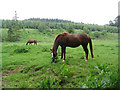 Grazing horses