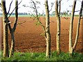 Ash trees and red earth