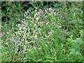 Roadside flowers