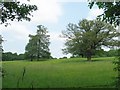 Mature oaks in field looking towards Furze Field