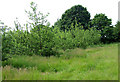 Apple Orchard near Much Wenlock, Shropshire