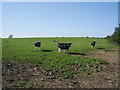 NY1227 : Cattle by Alexander P Kapp