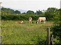 Calves in a meadow