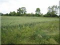 Field of wheat near Chetwode