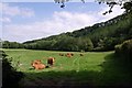 Cattle in Inny valley