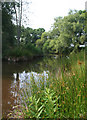 Marsh plants by a small mere, near Knowleswood