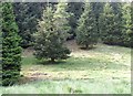 A startled Roe Deer by Water of Conrie