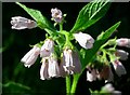 Common Comfrey