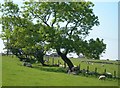 Sheep at Chapelton