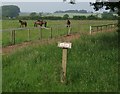 Horses by the gallops