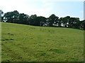 Trees on a ridge