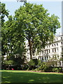 Plane tree, Cornwall Gardens