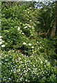 Vegetation by stream, near Bishop