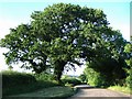 Lane at Oak Dene