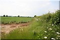 Hedgerow off Furze Lane