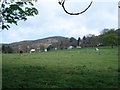 Horses grazing at West Malvern