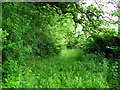 Path through Shirehill Wood