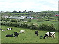 Dairy country north-west of Ballynahinch