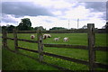 SJ8418 : Sheep by Stephen Pearce