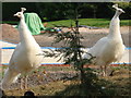 SO9259 : White peacocks at Saleway Farm by Trevor Rickard