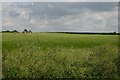 Farmland north of Hockwold