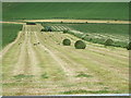 NJ4813 : Rooks making hay by Stanley Howe