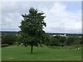 Lone Tree on Dunstall Hill