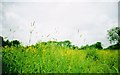 Ridge and Furrow Hay Field