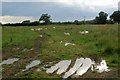 Sheep in field