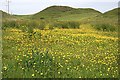 Buttercups or Spearwort?