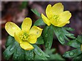 Aconites in the woods at Woodhall Spa